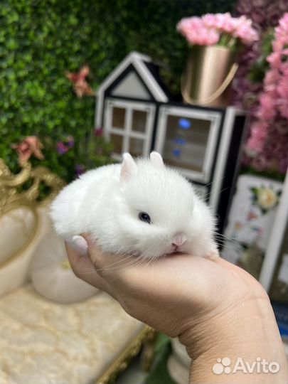 Кролики ручные Царские