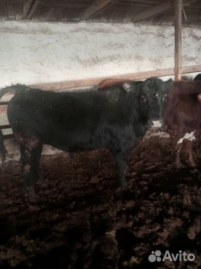 Быки на мясо живым весом