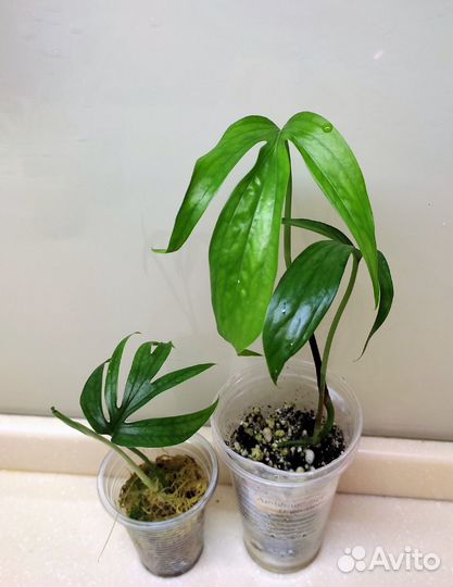 Эпипремнумы