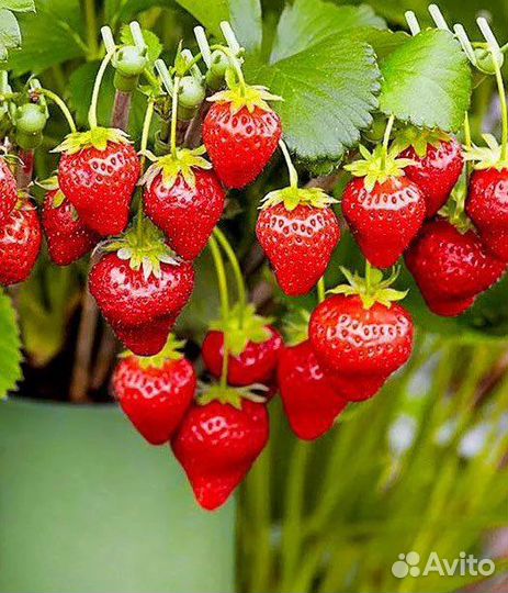 Саженцы земляники