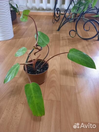 Филодендрон