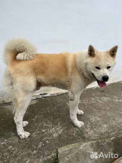 Собака акита ину
