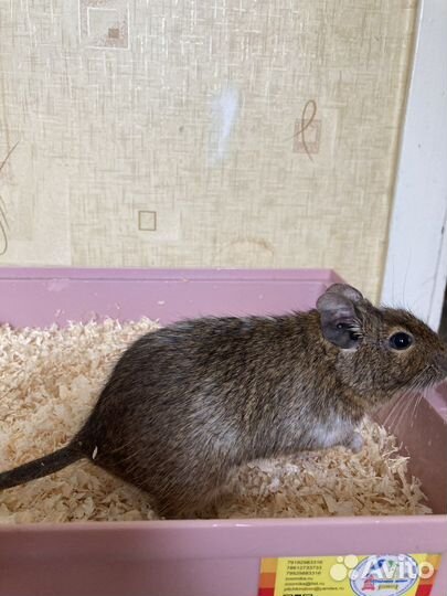 Белка дегу с клеткой