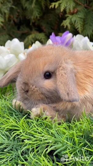 Ручные кролики мини