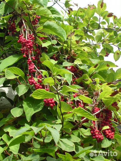 Лимонник китайский. Саженцы