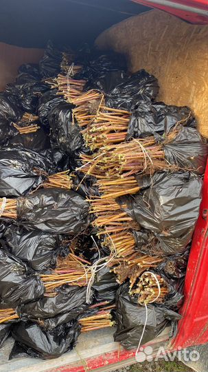 Саженцы малины ремонтантной в ассортименте