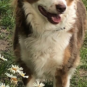 Австралийская овчарка, взрослая собака