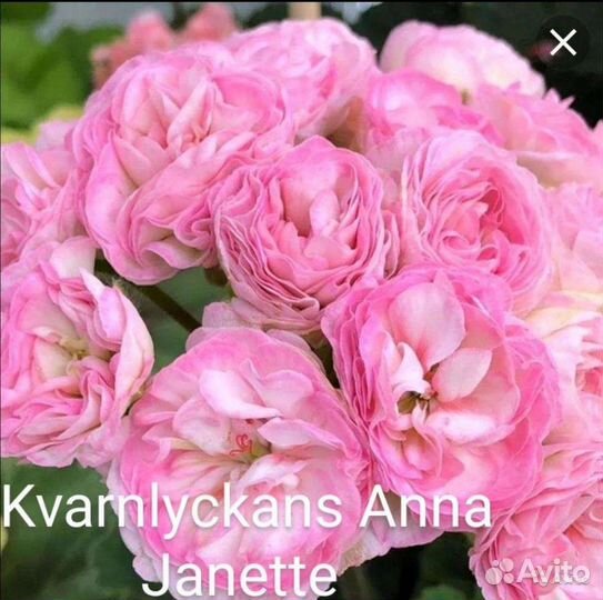 Пеларгония герань