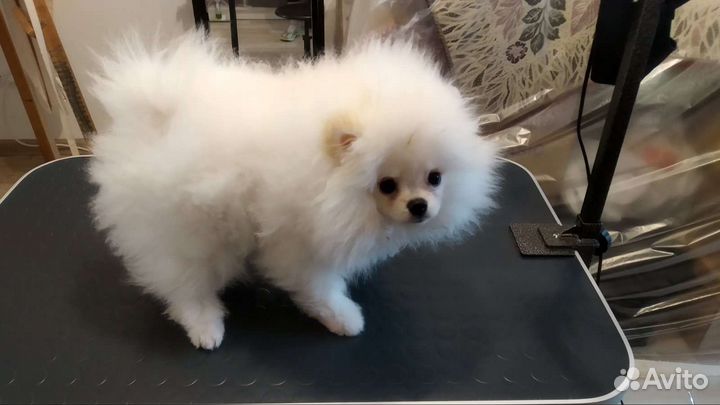 Грумер стрижка собак