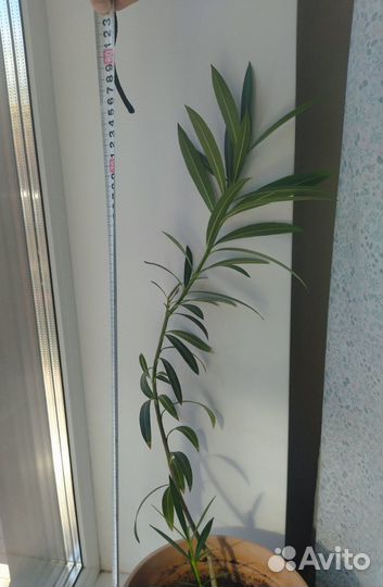 Олеандр 80 см