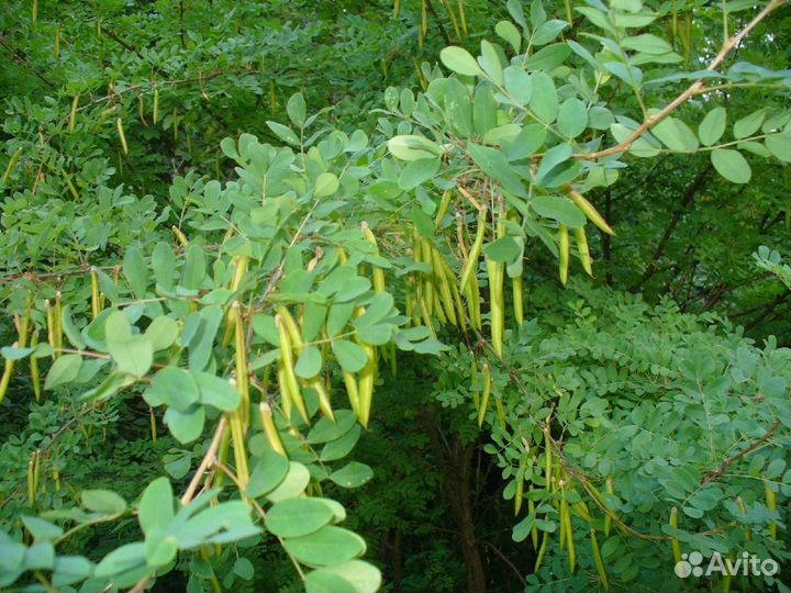 Саженцы акации желтой