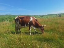 Айрширская корова и телка