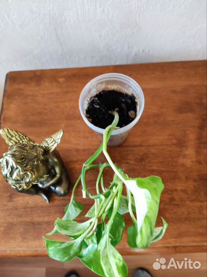 Эпипремнум marble apple