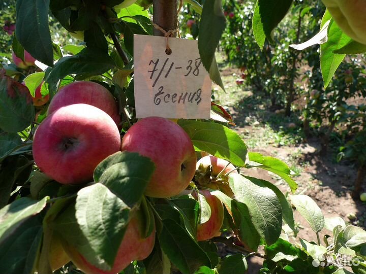 Саженцы Яблоня Колоновидная Есения