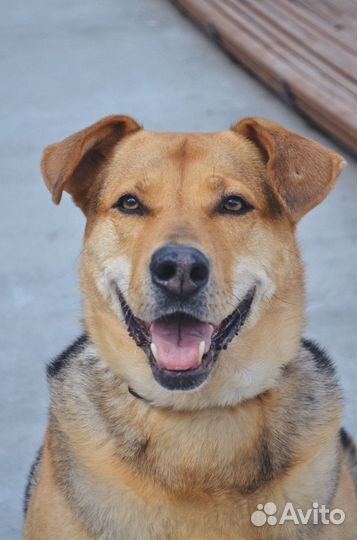 Собака в добрые руки