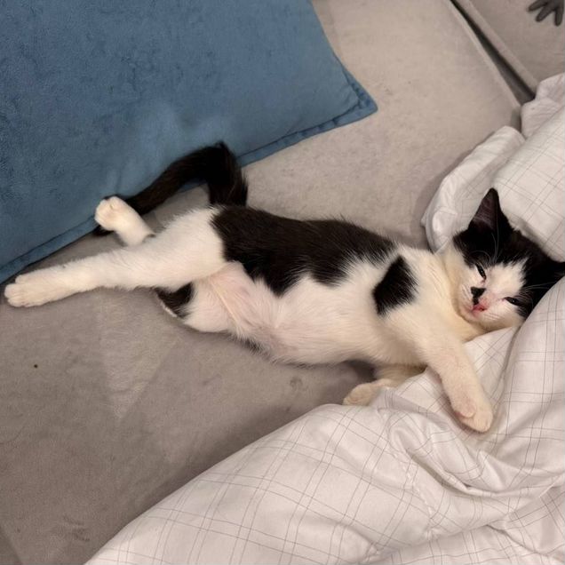 Котёнок в добрые руки