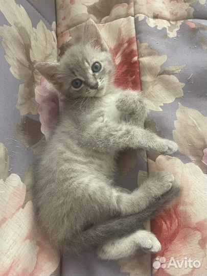 Сфинкс котятки