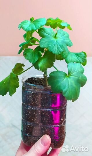 Пеларгонии сортовые