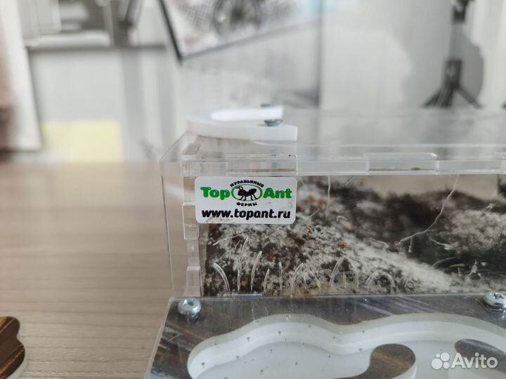 Большая Муравьиная ферма с муравьями