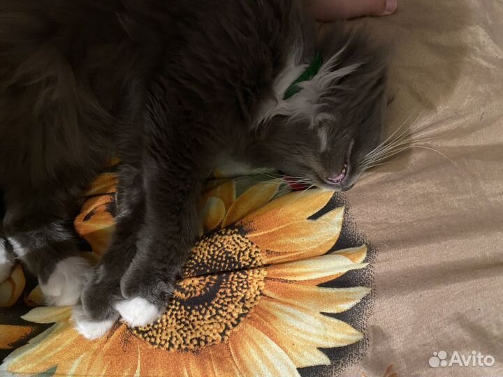 Отдам кота в добрые руки