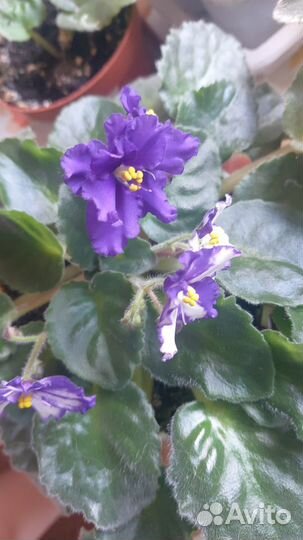 Фиалки разные сорта