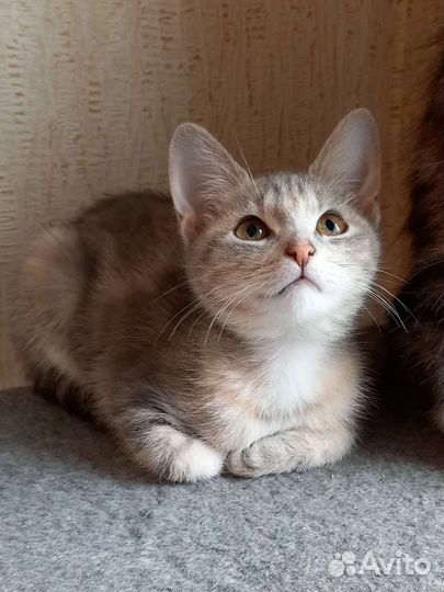 Скромная девочка ищет дом