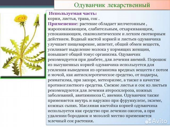 Корень одуванчика