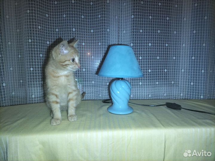 Лампа настольная