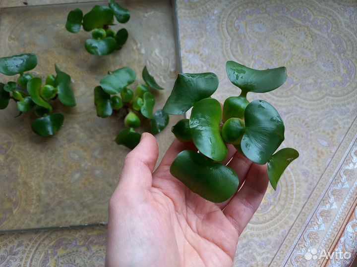 Эйхорния (Водный Гиацинт) Аквариумные растения