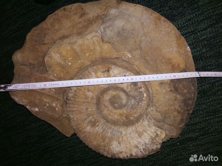 Окаменелости аммониты