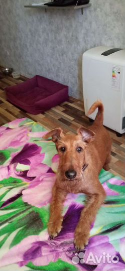 Передержка