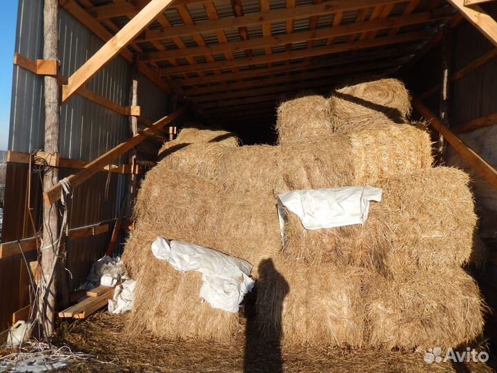 Сено луговое, костёр, овёс
