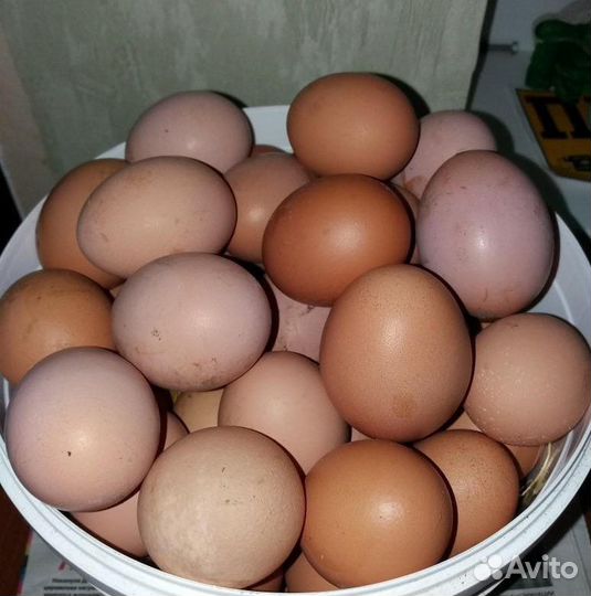 Домашние куриные яйца