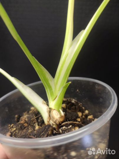 Монстера Альба вариегатная