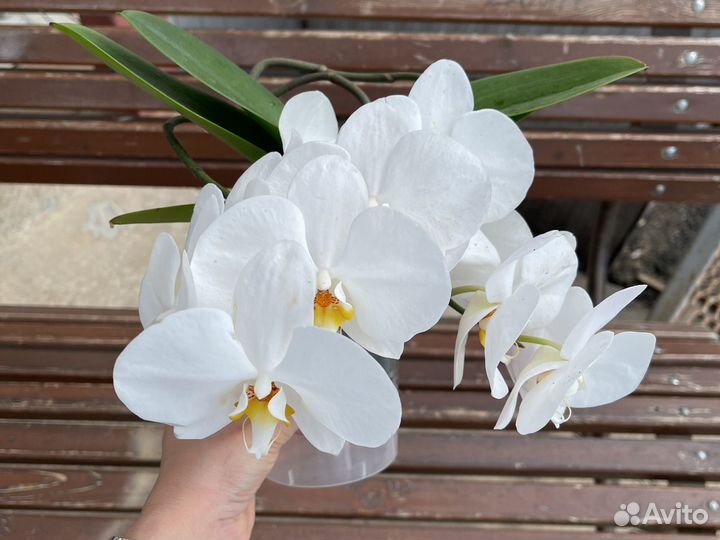 Белая Орхидея Ампельная