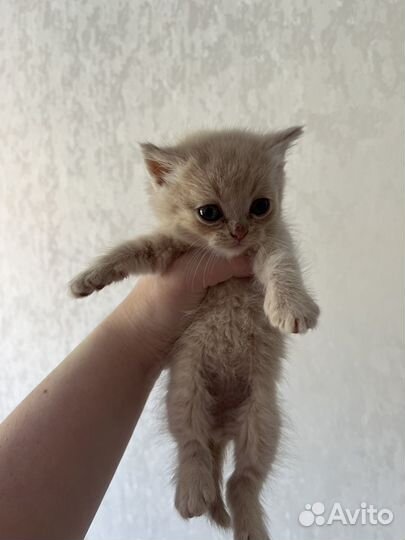 Британские котята