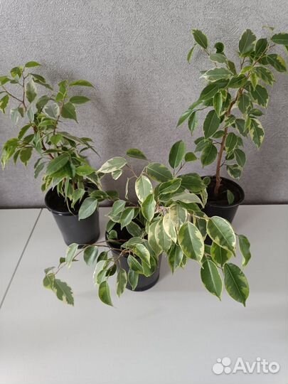 Фикус бенджамина