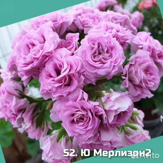 Сортовые пеларгонии