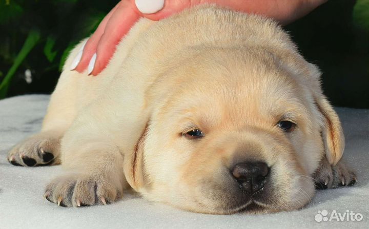 Лабрадор ретривер