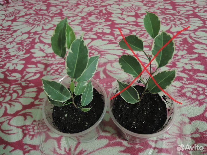 Фикус Бенджамина 