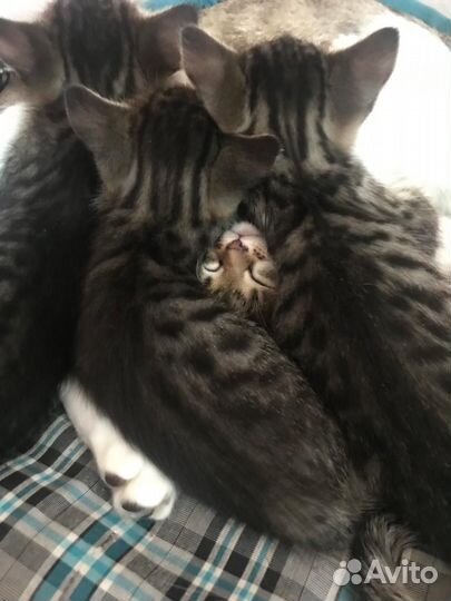 Отдам котят в добрые руки