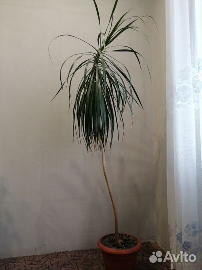 Пальма драцена