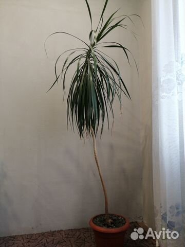 Пальма драцена