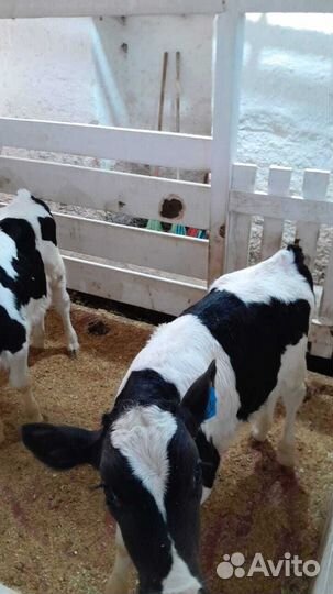 Телята шустрые бычки и телки