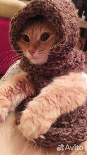 Одежда для животных