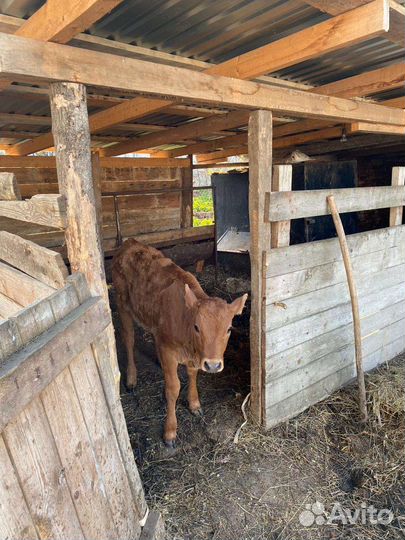 Корова дойная с теленком