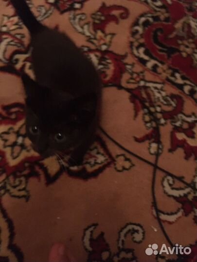 Маленький Чипусик ищет добрые ручки