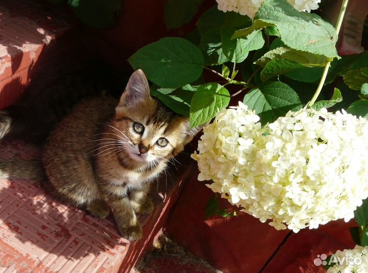 Отдам в добрые руки