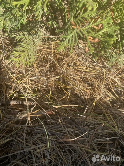 Сосновый опад чистый