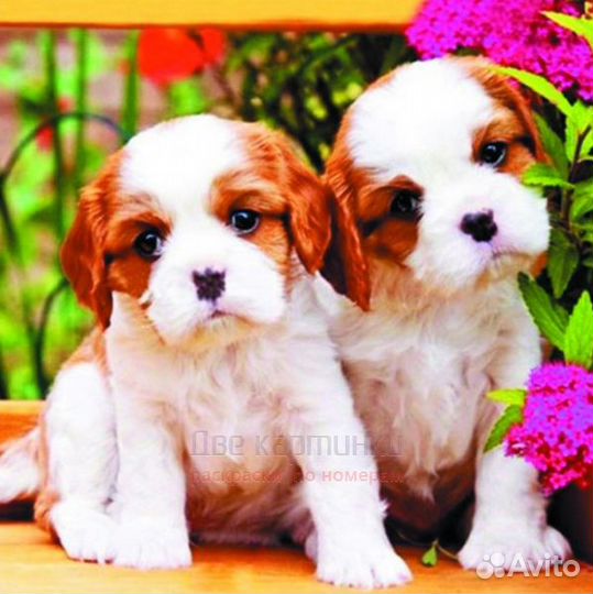 Алмазная мозаика 30x30 Милые щеночки у розовых цве